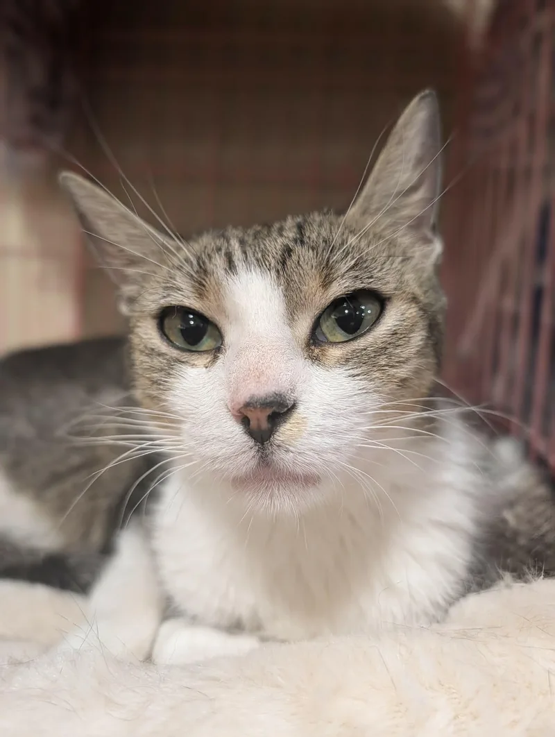 A young medium-sized female Gray & White Domestic Short Hair cat named Faith for adoption in Kenhorst, PA