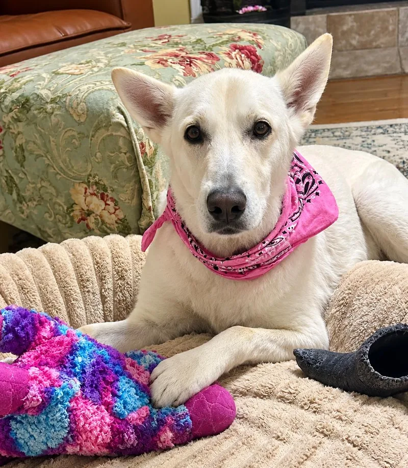 A senior large-sized female White German Shepherd dog named Sassa for adoption in Londonderry, NH
