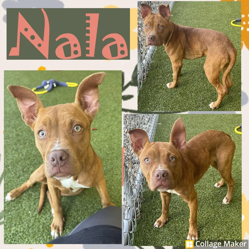 A young medium-sized female Pit Bull Terrier dog named Nala for adoption in Clearfield, PA
