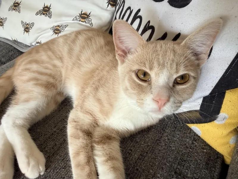 A young medium-sized male Orange & White Tabby cat named Alvin for adoption in Muncie, IN