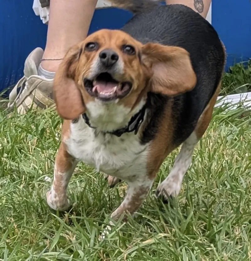 A young medium-sized male Beagle dog named Clyde for adoption in Cheektowaga, NY