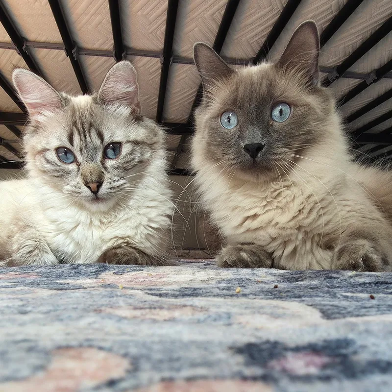 A young medium-sized male Ragdoll cat named Kachol for adoption in Huntington, MA