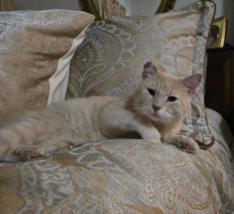 A young medium-sized male Orange / Red Domestic Short Hair cat named Sammy for adoption in Indianapolis, IN