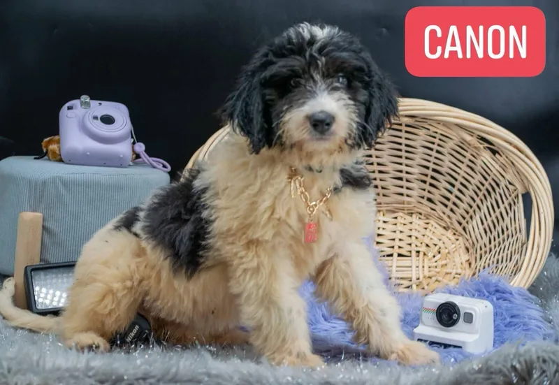 A baby small-sized female Black Labradoodle dog named Canon for adoption in Sevierville, TN
