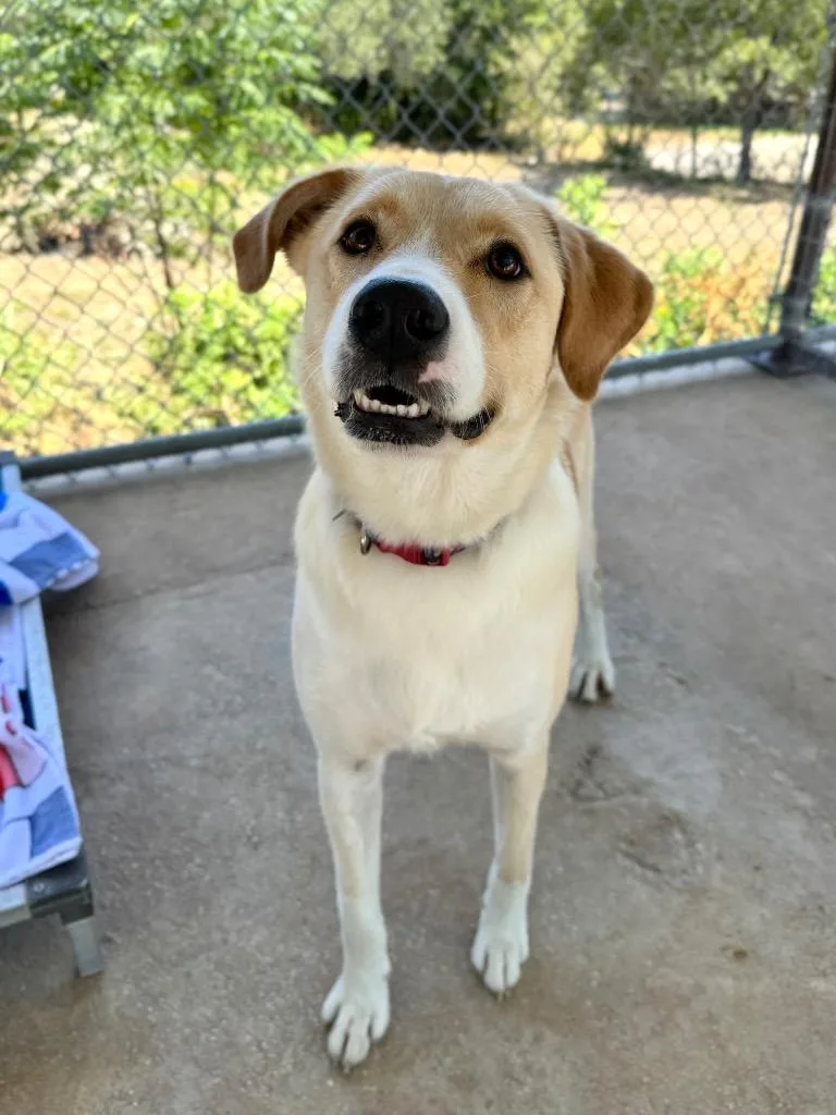An adult medium-sized male Shepherd dog named Sandy for adoption in Canyon Lake, TX