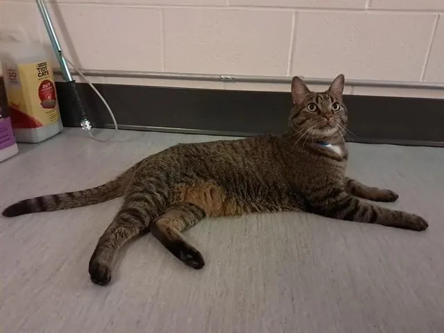 A senior large-sized male Domestic Long Hair cat named Fernando for adoption in Colorado Springs, CO