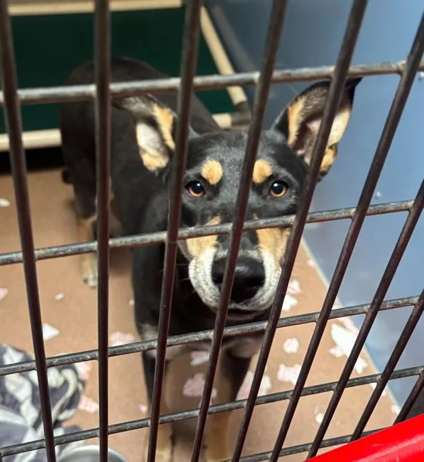 An adult large-sized female Shepherd dog named Ellie for adoption in San Diego, CA