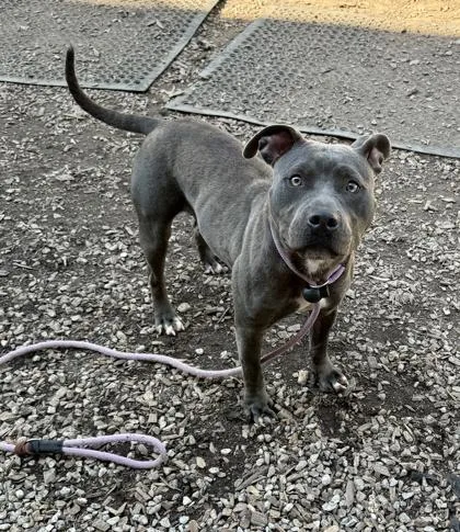 An adult medium-sized female Mixed Breed dog named Aqua for adoption in Chamblee, GA