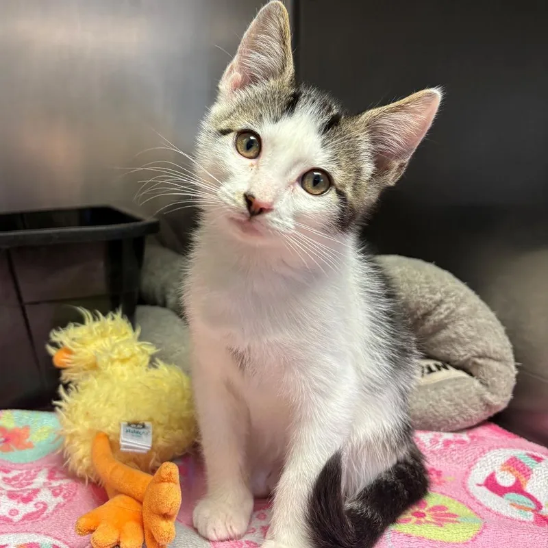 A baby small-sized male Brown / Chocolate Domestic Short Hair cat named Wu for adoption in Chehalis, WA