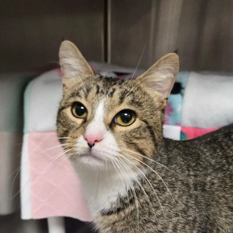 An adult large-sized male Tabby (Brown / Chocolate) Domestic Short Hair cat named Loverboy for adoption in Cincinnati, OH