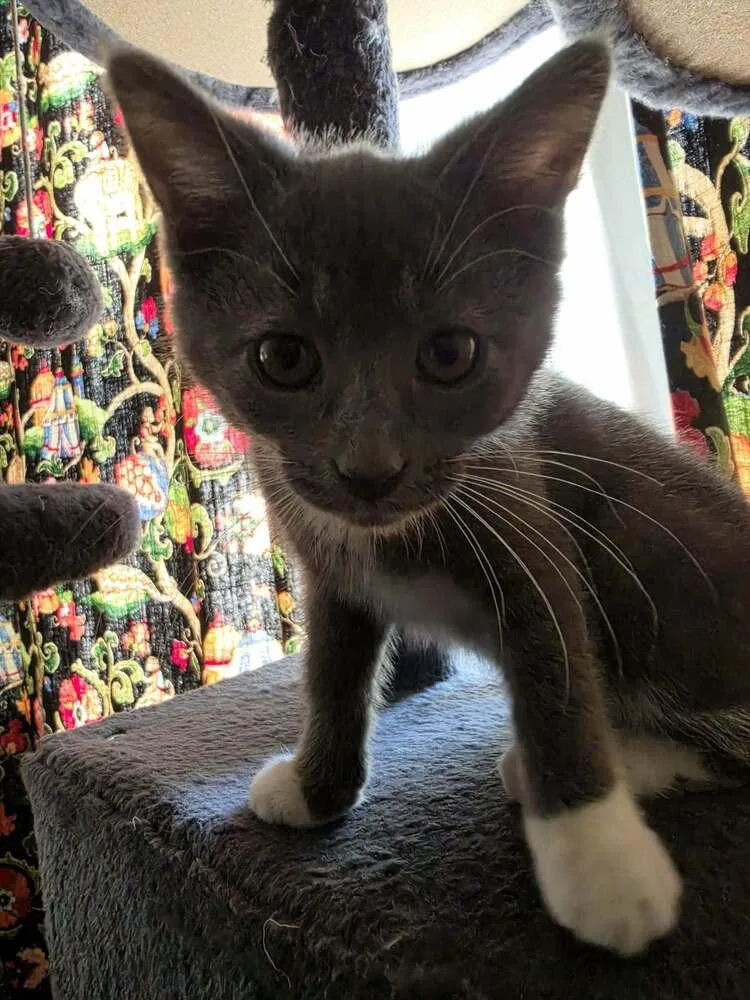 A baby small-sized female Gray & White Russian Blue cat named Nidee for adoption in Chicago, IL