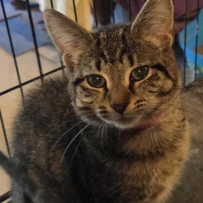 A baby small-sized female Brown / Chocolate Domestic Short Hair cat named Elzia for adoption in Hanna City, IL