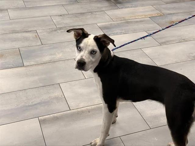 A young medium-sized female Mixed Breed dog named A for adoption in Charlotte, NC