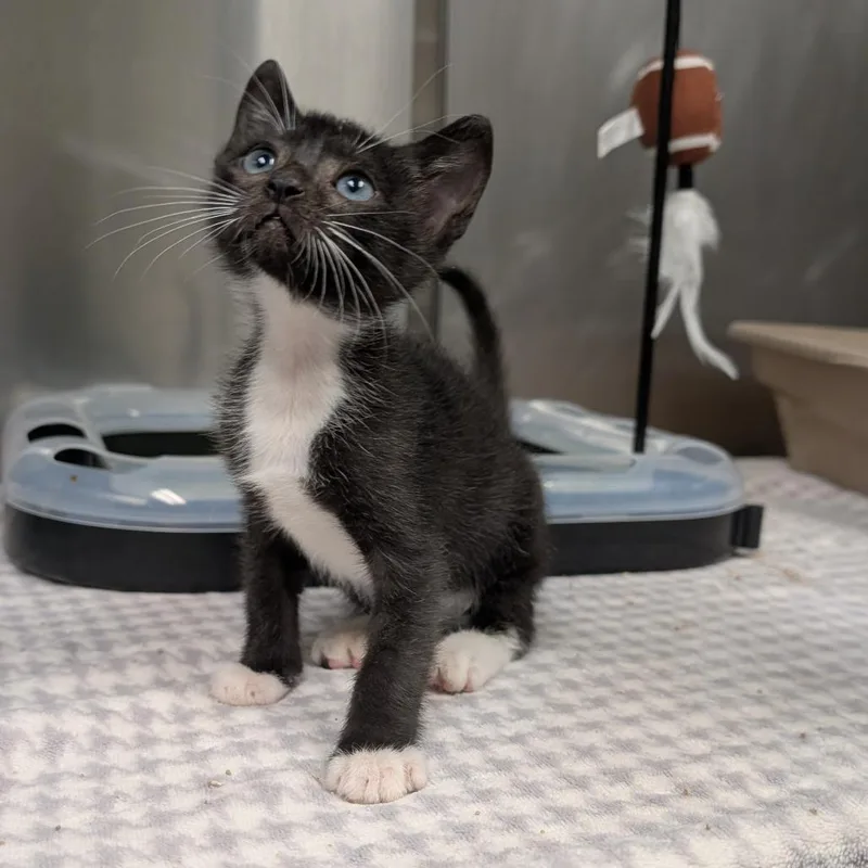 A baby small-sized male Black Domestic Short Hair cat named Condor for adoption in Bryan, TX