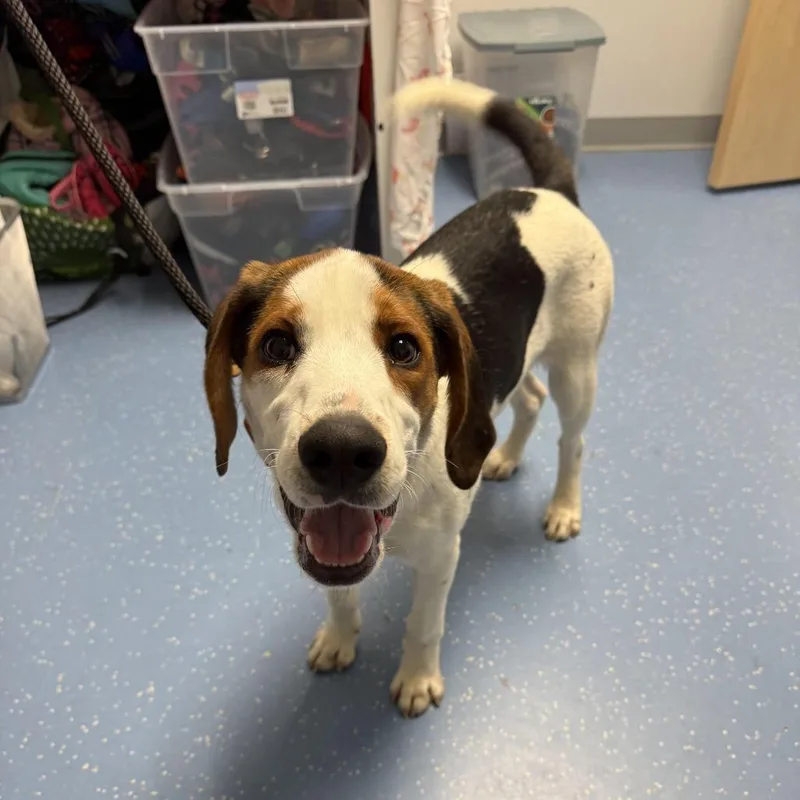 A young medium-sized male White / Cream Treeing Walker Coonhound dog named Wishbone for adoption in Watertown, NY