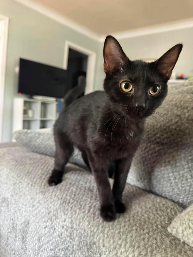A young medium-sized female Black Domestic Short Hair cat named Penelope for adoption in Marion, IN