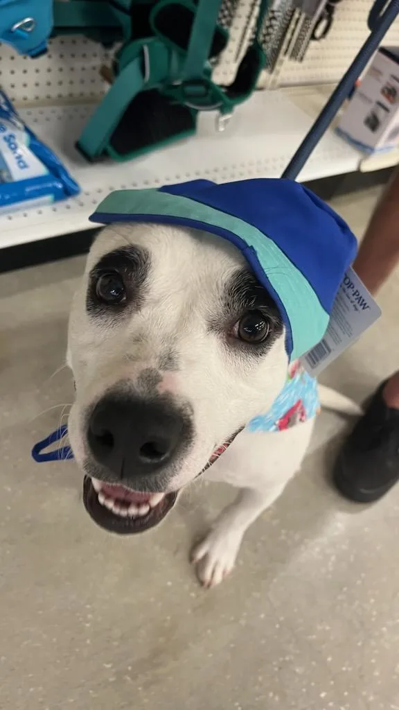 Rminerva thumbnail 2