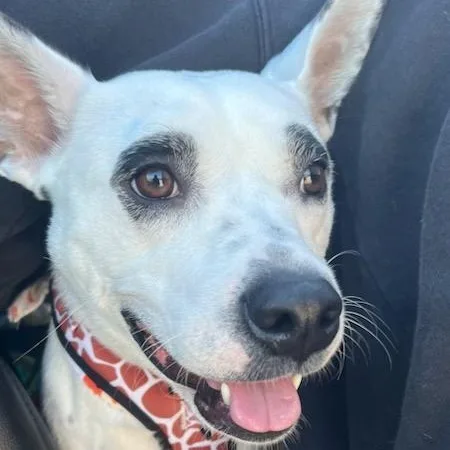 Rminerva thumbnail 3