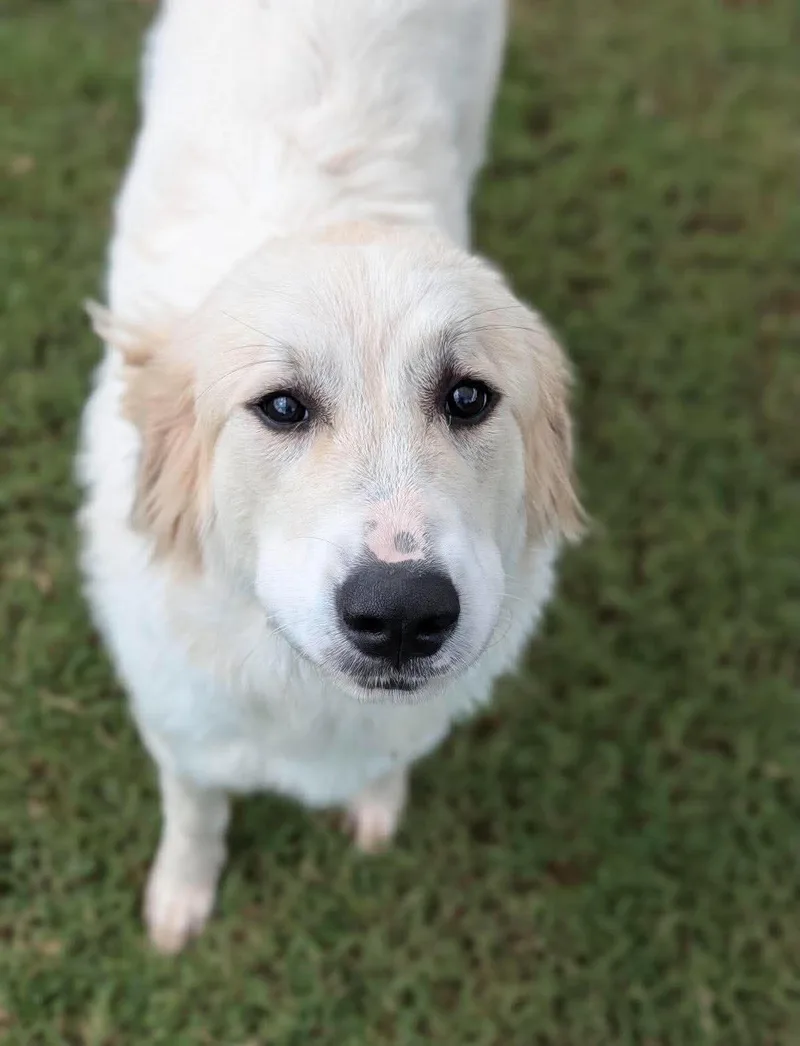 A baby large-sized female Great Pyrenees dog named Bumble for adoption in Uxbridge, MA