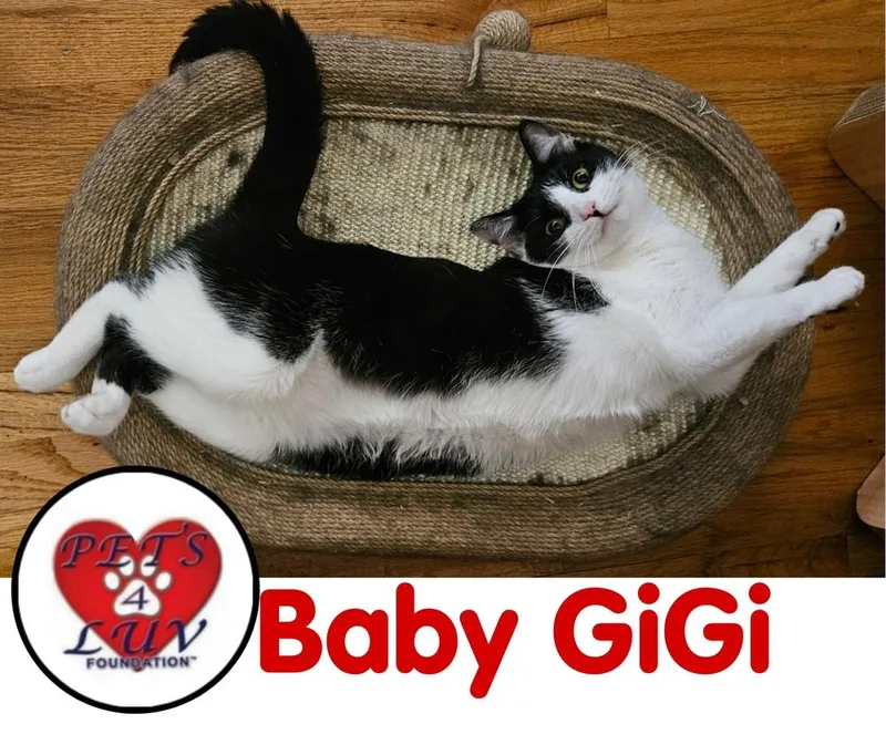 Baby Gigi thumbnail 5