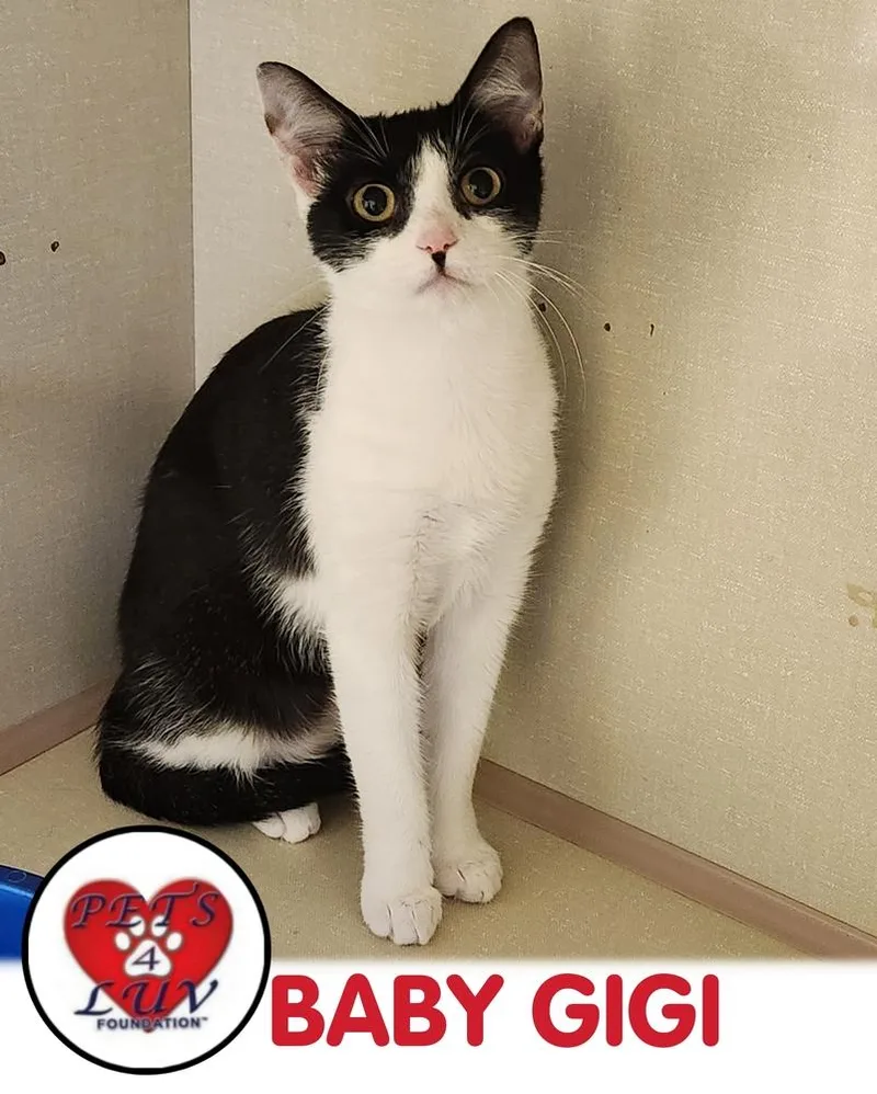 Baby Gigi thumbnail 6