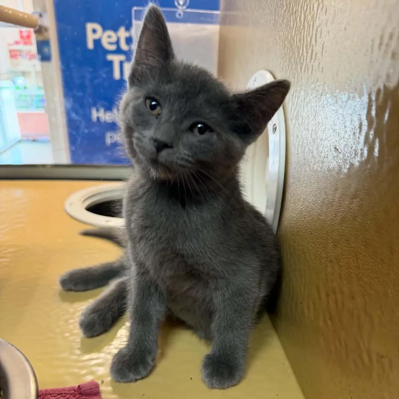 A baby medium-sized female Gray / Blue / Silver Domestic Short Hair cat named Loch Ness Monster for adoption in Martinsville, IN