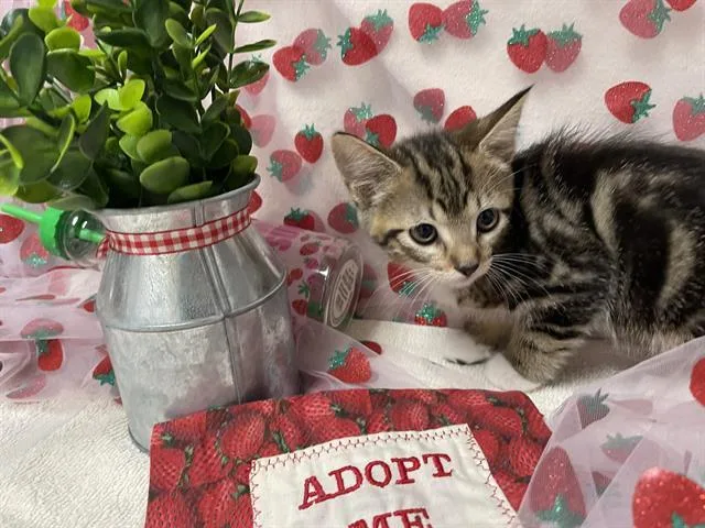 A baby small-sized female Domestic Short Hair cat named April for adoption in Fairfield, CA