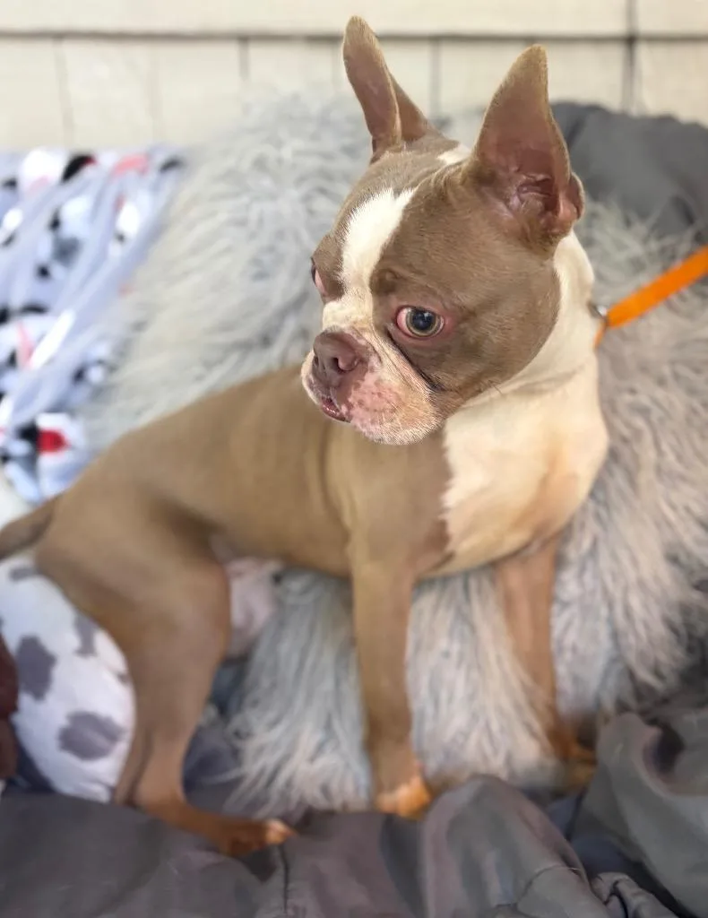 A baby small-sized male Boston Terrier dog named Apollo for adoption in Fort Worth, TX