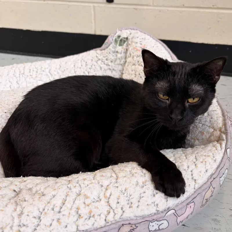 A baby medium-sized female Black Domestic Short Hair cat named Fable for adoption in Franklin, NC