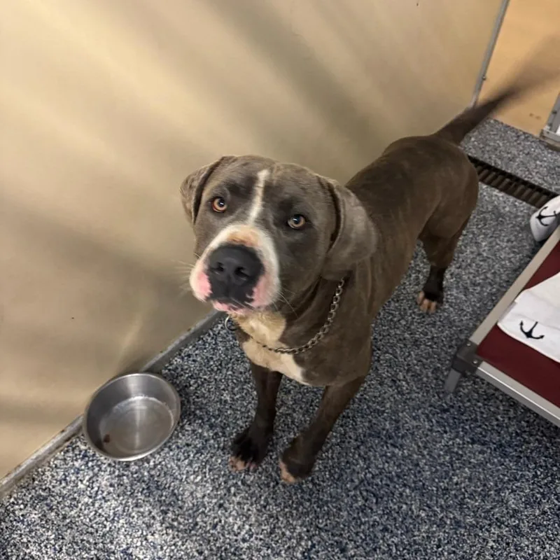 An adult large-sized male Gray / Blue / Silver Mixed Breed dog named Anubis for adoption in Binghamton, NY