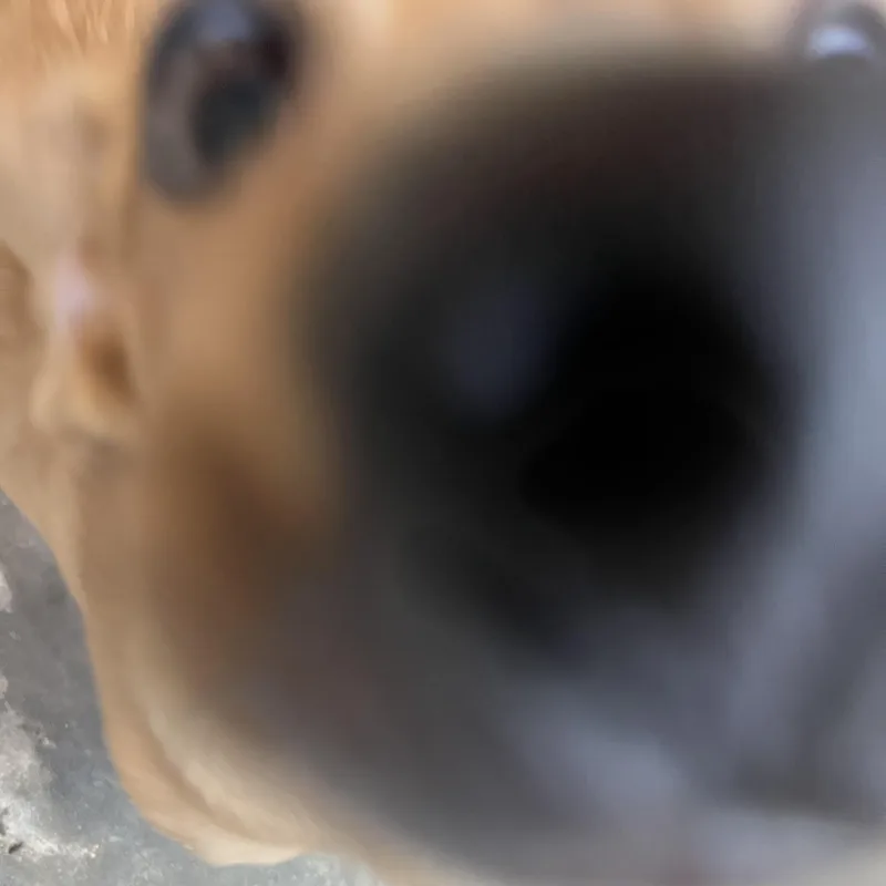 Poof