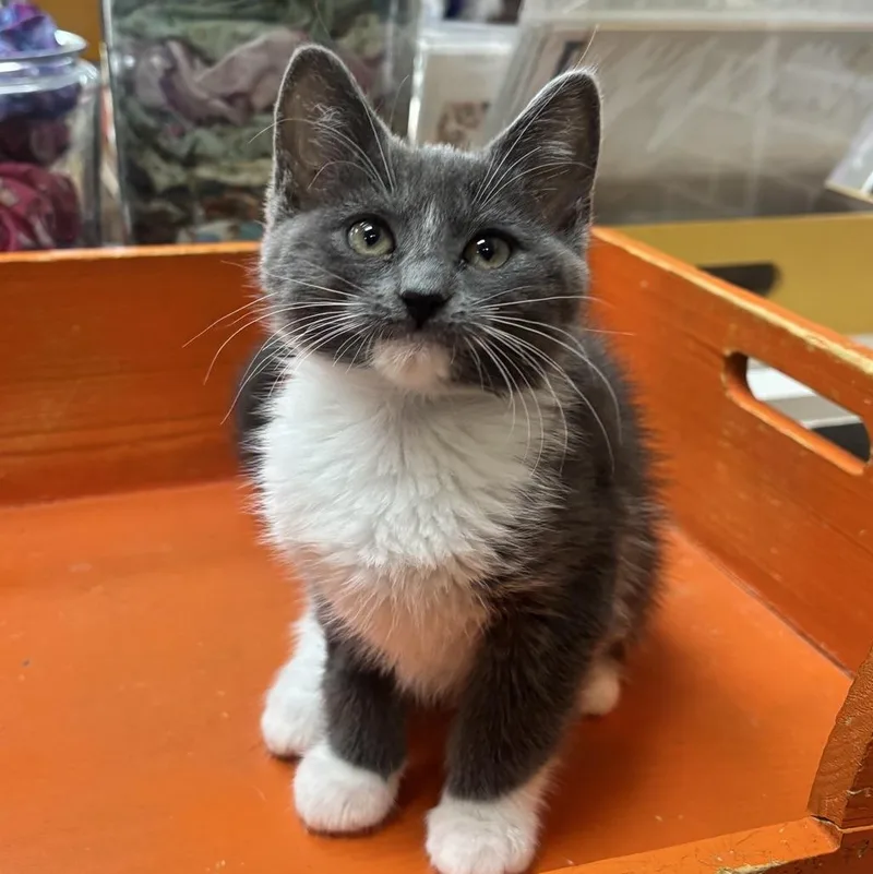 A baby medium-sized female Gray & White Domestic Short Hair cat named Mochi At Fat Cat for adoption in Tallahassee, FL