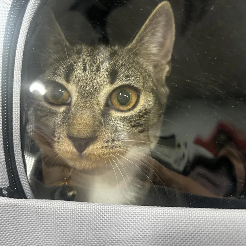 Penelope