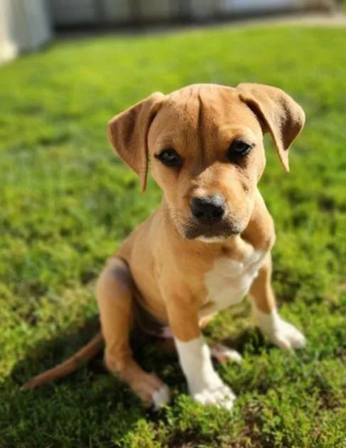 A baby medium-sized male Yellow / Tan / Blond / Fawn Boxer dog named Big brother for adoption in Louisville, OH