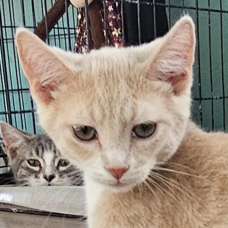A young medium-sized male Buff & White Domestic Short Hair cat named Berry for adoption in Ellensburg, WA