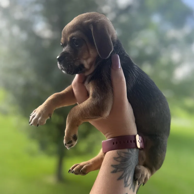 A baby small-sized female Bicolor Pekingese dog named Haddie for adoption in Crosby, TX