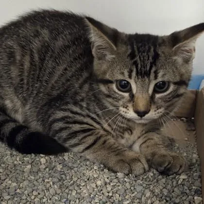 A baby small-sized female Domestic Short Hair cat named Merlot for adoption in Voorhees, NJ