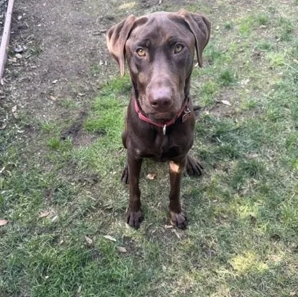 Bruno