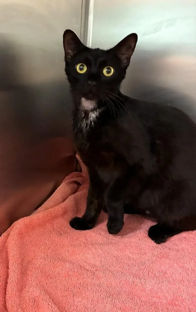 An adult medium-sized female Domestic Short Hair cat named Suzie Q for adoption in Elmsford, NY