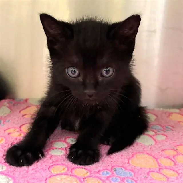 A baby small-sized male Domestic Short Hair cat named Dusk for adoption in St. Louis, MO