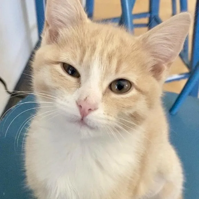 A baby small-sized female Buff / Tan / Fawn Domestic Short Hair cat named Cabecou for adoption in Richmond, VA