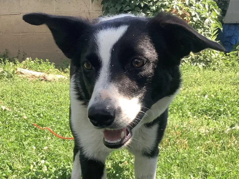 An adult medium-sized female Black Border Collie dog named Pinky for adoption in Culpeper, VA