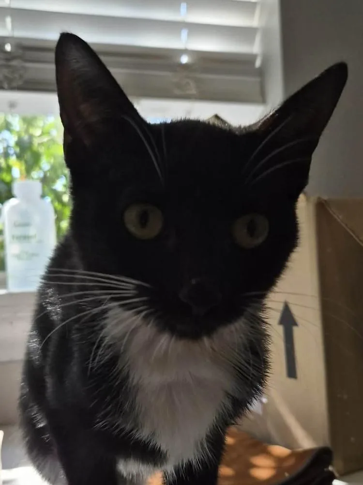 A baby medium-sized female Domestic Short Hair cat named Peg for adoption in Bolivar, MO