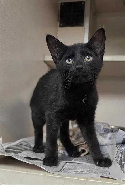 A baby medium-sized female Domestic Short Hair cat named Evielite for adoption in Cookeville, TN
