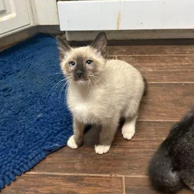 A baby small-sized male Siamese cat named Sprite for adoption in Woodstock, GA