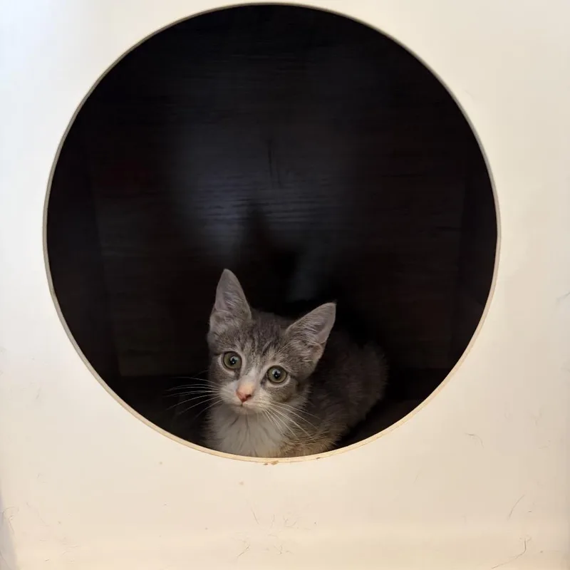 A baby medium-sized female Gray & White Domestic Short Hair cat named Meadow for adoption in Monroe, NC