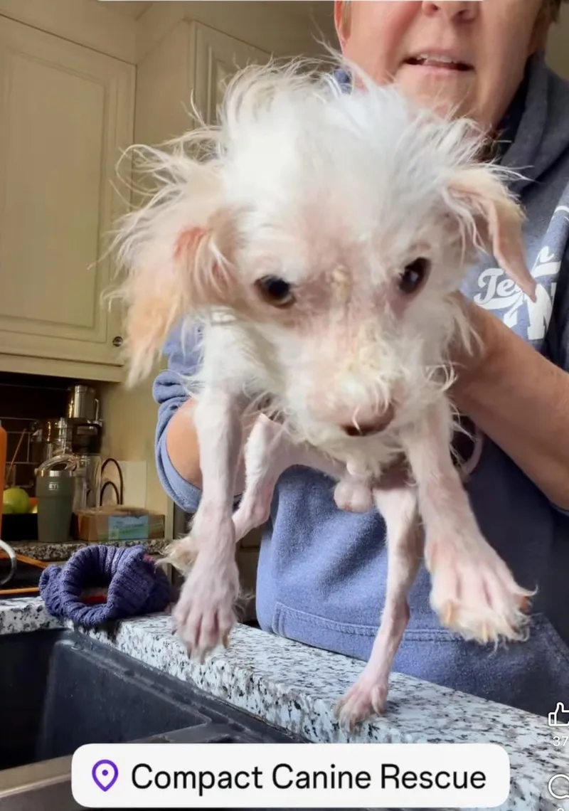 A baby small-sized male Maltese dog named Davy Jones for adoption in Norfolk, VA