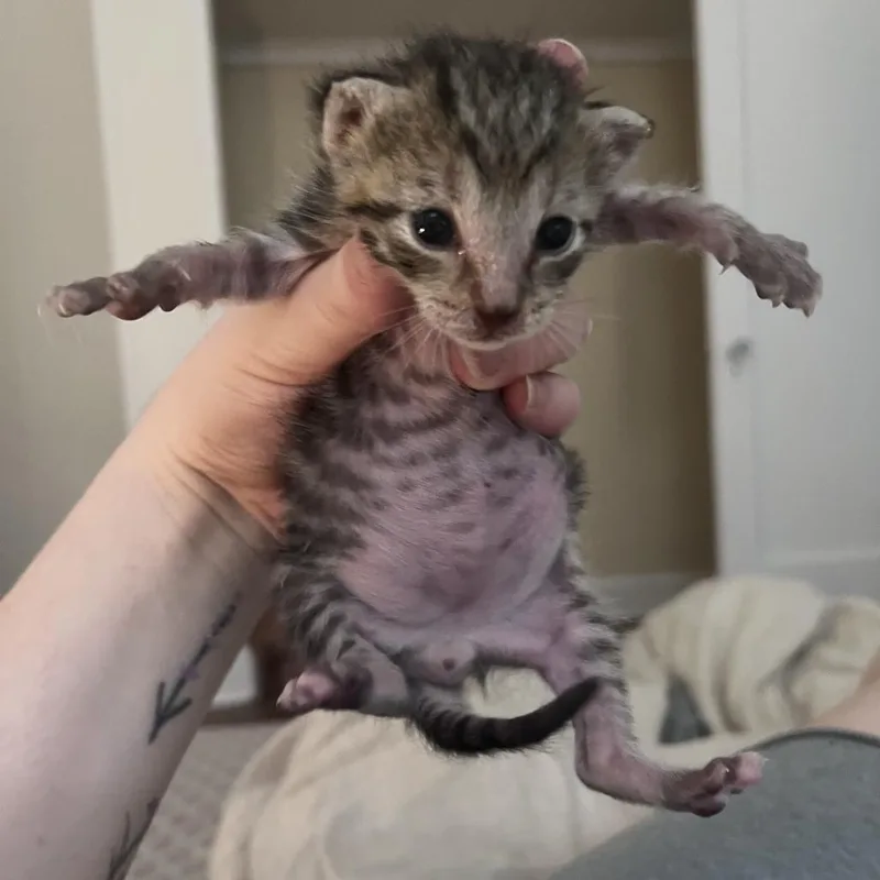 A baby small-sized male Brown / Chocolate Domestic Short Hair cat named ChipmunkEPAC for adoption in Oak Park, IL