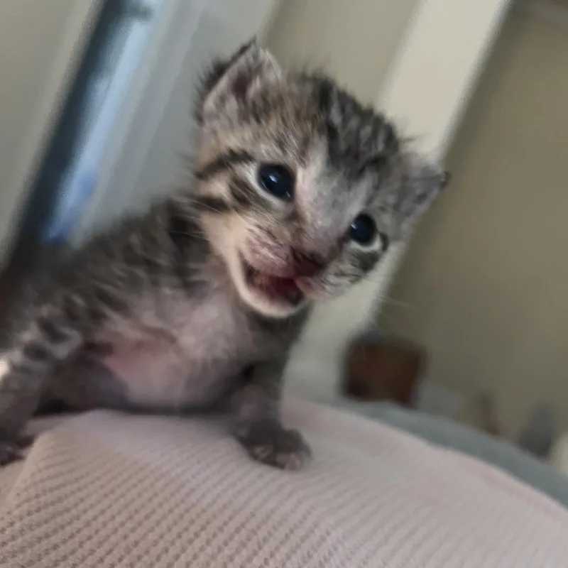ChipmunkEPAC thumbnail 3
