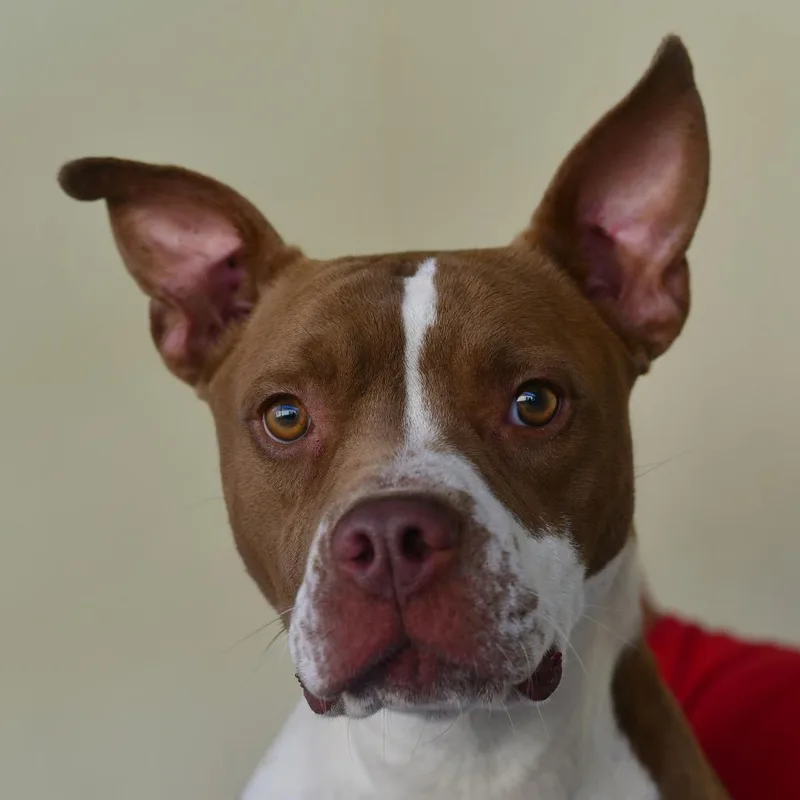 An adult medium-sized female Pit Bull Terrier dog named Mango for adoption in Ottawa, KS